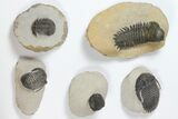 Lot: Assorted Devonian Trilobites - Pieces #119714-1